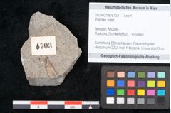 Foto (Objekt + Etikett) von Plantae indet.  (NHMW-GEO-2024-0188-6703)